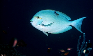 Maldives 2021 - Chirurgien a queue blanche - Pale surgeonfish - acanthurus mata - DSC00269_rc
